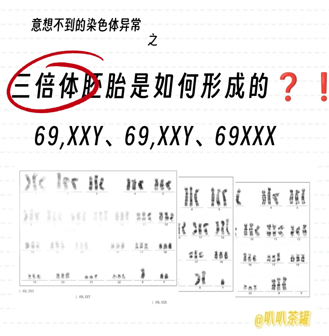 三倍体胚胎是如何形成的❓❗